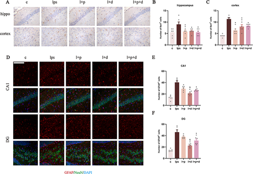 Figure 5 Propofol and dexmedetomidine reduced LPS-activated microglia and astrocytes. (A–C) The presentative images and the number of Iba1-positive microglia (400×), scale bar = 50 μm. (D–F) The presentative images and the number of GFAP-positive astrocytes (red) co-labelled with Neun-positive neurons (green) in the CA1 and DG of hippocampus (200×), scale bar = 100 μm. Data are expressed as the mean ± SEM (*p<0.05 vs lps group; &p<0.05 vs l+p group; n = 6).