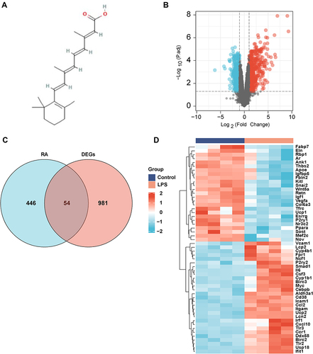 Figure 1 Target genes of RA and DEGs in GSE44363. (A) Chemical structure of Retinoic acid; (B) DEGs in GSE44363 (Upregulated genes were marked in red and downregulated genes were marked in blue). (C) Venn diagram of Retinoic acid target genes and DEGs. (D) Clustered heat map of overlapped genes .