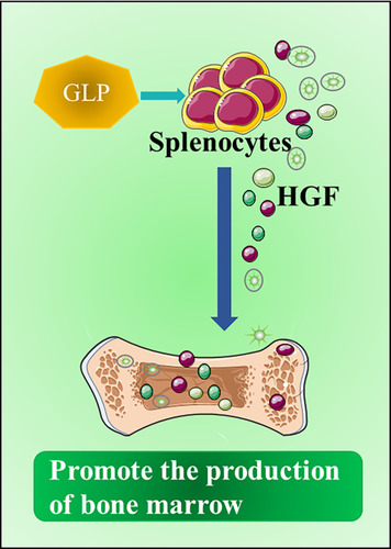 Figure 4 GLP is a promoter of myelopoiesis. GLPs stimulate splenocytes to produce hematopoietic growth factors (HGF), which can act as a promoter of bone marrow production, reduce the bone marrow suppression induced by chemotherapy, and maximize the anti-tumor effect of chemotherapy.