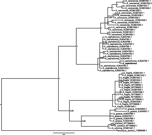 Figure 1. Bayesian phylogenetic tree of five Anguis species ND2 sequence (765 bp) alignment.Bayesian phylogenetic tree was generated with. MrBayes 3.2.5 (Ronquist et al. Citation2012) using model GTR + I +G as suggested by jModelTest 2.1.7 (Guindon & Gascuel Citation2003; Darriba et al. Citation2012). 10 000 000 MCMC repetitions with burn-in of 25% was used. ND2 sequence of Anguis cephallonica from the present study is bolded and grouped together with other A. cephallonica representatives. Tree was rooted with Pseudopus apodus ND2 sequence and all GenBank accession numbers of all used sequences are present on the tree. Bayesian posterior probabilities are showed with nodes.