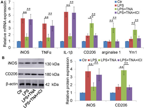 Figure 4 TNA treatment inhibited M1 microglia and promoted M2 microglia in vitro. (A) TNA treatment decreased M1 macrophage (iNOS, TNFα and IL-1β) increased M2 macrophage (CD206, arginase 1 and Ym1) mRNA levels than those in LPS group. No significant changes were found between TNA+ICI group and LPS group. (B) Western blots for iNOS, CD206 and β-actin. TNA treatment decreased iNOS protein about 2.1 folds and upregulated CD206 protein about 2.2 folds than those in LPS group (**P<0.01).