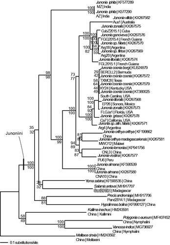 Figure 1. Maximum likelihood phylogeny (GTR + G model, Gamma =0.1930, likelihood score 75924.15364) of Salamis anteva, 25 additional mitogenomes from tribe Junonini, and 4 outgroup species from other tribes in subfamily Nymphalinae based on 1 million random addition heuristic search replicates (with tree bisection and reconnection). One million maximum parsimony heuristic search replicates produced 24 equally most parsimonious trees (parsimony score 11461 steps) one of which is identical to the topology of the maximum likelihood tree. Numbers above each node are maximum likelihood bootstrap values and numbers below each node are maximum parsimony bootstrap values (each from 1 million random fast addition search replicates).