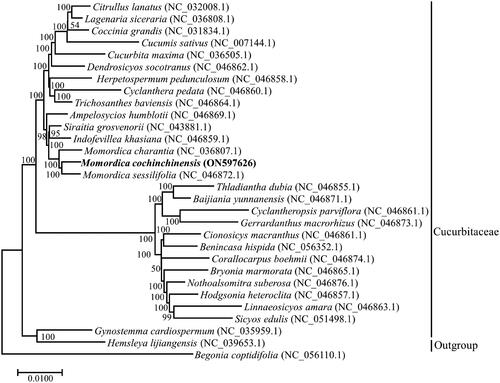 Figure 3. Phylogenetic tree indicated the relationship of M. cochinchinensis with other 29 species within the Cucurbitaceae, Begonia coptidifolia was regarded as the Outgroup. The complete plastomes were applied to infer the phylogenetic tree with Maximum-likelihood method and 1000 as bootstrap value, number above branches represent bootstrap value. The following sequences with GenBank accession were used: Citrullus lanatus NC_032008.1 (Zhu et al. Citation2016), Lagenaria siceraria NC_036808.1, Coccinia grandis NC_031834.1 (Sousa et al. Citation2016), Cucumis sativus NC_007144.1 (Plader et al. Citation2007), Cucurbita maxima NC_036505.1, Dendrosicyos socotranus NC_046862.1 (Bellot et al. Citation2020), Herpetospermum pedunculosum NC_046858.1 (Bellot et al. Citation2020), Cyclanthera pedata NC_046860.1 (Bellot et al. Citation2020), Trichosanthes baviensis NC_046864.1 (Bellot et al. Citation2020), Ampelosycios humblotii NC_046869.1 (Bellot et al. Citation2020), Siraitia grosvenorii NC_043881, Indofevillea khasiana NC_046859.1 (Bellot et al. Citation2020), Momordica charantia NC_036807.1, Momordica sessilifolia NC_046872.1 (Bellot et al. Citation2020), Thladiantha dubia NC_046855.1 (Bellot et al. Citation2020), Baijiania yunnanensis NC_046871.1 (Bellot et al. Citation2020), Cyclantheropsis parviflora NC_046861.1 (Bellot et al. Citation2020), Gerrardanthus macrorhizus NC_046873.1 (Bellot et al. Citation2020), Cionosicys macranthus NC_046861.1 (Bellot et al. Citation2020), Benincasa hispida NC_056352.1, Corallocarpus boehmii NC_046874.1 (Bellot et al. Citation2020), Bryonia marmorata NC_046865.1 (Bellot et al. Citation2020), Nothoalsomitra suberosa NC_046876.1 (Bellot et al. Citation2020), Hodgsonia heteroclita NC_046857.1 (Bellot et al. Citation2020), Linnaeosicyos amara NC_046863.1 (Bellot et al. Citation2020), Sicyos edulis NC_051498.1 (Cui et al. Citation2021), Gynostemma cardiospermum NC_035959.1, Hemsleya lijiangensis NC_039653.1 (Zhang et al. Citation2018), Begonia coptidifolia NC_056110.1 (Wang et al. Citation2021).