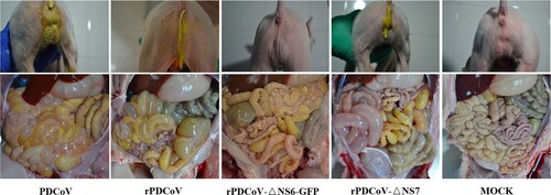 Figure 5. Clinical assessment of piglets challenged with PDCoV, rPDCoV, rPDCoV-ΔNS6-GFP or rPDCoV-ΔNS7. Five-day-old pigs at 4 DPI with PDCoV, rPDCoV, rPDCoV-ΔNS6-GFP, rPDCoV-ΔNS7 or DMEM medium.