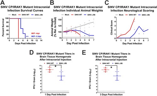 Figure 6. Direct inoculation of CP/IRAK1 interaction deficient mutant SINV into the brain partially restores virulence. Three-week-old male and female C57BL/6J mice were mock infected or infected with 103 PFU of either SINV.WT or SINV.ΔRII via intracranial injection into the left hemisphere of the brain and the infected animals were monitored regularly for signs of morbidity and mortality over a 14-day period. (A) Survival curves of animals in the experimentally infected groups (SINV.WT n = 4; SINV.ΔRII n = 4; Mock n = 4). Statistical significance was determined by Kaplan-Meier analysis of the median survival time (MST), with a p-value of < 0.01 denoted by **. (B) Percent weight data of all mice in the experimental groups involved in these studies relative to their initial starting weight, with the line representing the mean of the underlying data. Each point represents an individual mouse. (C) Clinical scores of mice relative to a neurological scale outlined in the materials and methods section. The data in panels D and E represent the viral titres observed in right hemisphere brain tissue homogenate at 1 and 5 dpi, respectively. Statistical significance, as determined by Student’s T-test is denoted above the pairwise comparisons, with p-values of < 0.05 denoted by *.