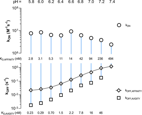 Figure 5. Rate scale plot of FcRn (ligand) and mAb1 YTE variant (solute) at a pH from 5.8 to 7.4. The plot allows the comprehensive comparison of multiple kinetic rate parameters obtained from several kinetic experiments/sensorgrams at one glance. The upper plot shows the association rate (kON) while the lower plot shows the dissociation rate (kOFF) as logarithmic scale. Each kinetic rate parameter pair is connected via a vertical line where its length or else the distance of the two data points gives insights about the binding strength of the measured interaction. The proximity of the data points corresponds to a weaker interaction, or in other words, an increase in the dissociation constant KD. The data points are shown as mean ± SD* (*smaller than the data points, thus not visible). To obtain an inflection point the affinity dissociation rates (kOFF,AFFINITY) are fitted by a Four Parameter Logistic (4PL) fit shown in gray (EquationEquation (6)(6) y=d+a−d1+xcb(6) ) resulting in a transition at pH 7.2 (Figure S11).