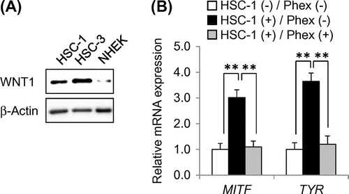 Fig. 2. Establishment of in vitro SL model.