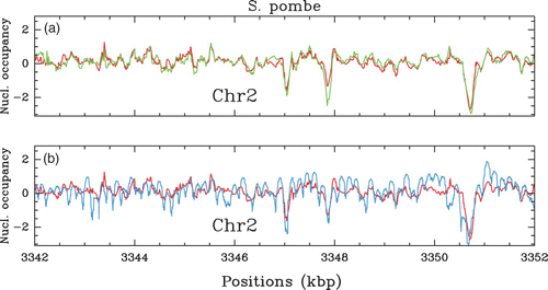 Figure 4. In vivo nucleosome occupancy profile δ Y(s) (see Figure 1) along a 10 kbp fragment of chromosome 2 of S. pombe. (a) MNase-chip data of Lantermann et al. Citation(2010): comparison between the WT (red) and the mit1-mutant (green). (b) Comparison between WT MNase-chip data of Lantermann et al. (red, see (a)) and the MNase-seq data of Tsankov et al. Citation(2011) (cyan).