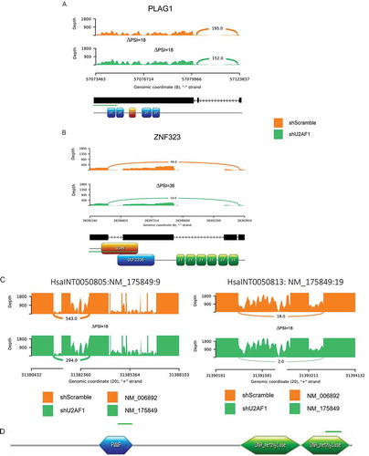 Figure 4. U2AF1 down-regulation preferentially modulates TFs’ AS and favors the DNMT3B isoform specific to differentiated cell-types(A, B) Sashimi plots showing RNA-Seq reads of two genes involved in cell-fate regulation, and how the alternative splicing events of these genes localize to their functional domains, leading to the creation of a new protein isoform or to the disruption of the ORF. (C) Sashimi plots showing the RNA- seq reads of DNMT3B localized to its functional domains. In addition, these plots show how the down- regulation of U2AF1 in hiPSCs favors the splicing of the DNMT3B. (D) Schematic representation of DNMT3B functional domains impacted by U2AF1 down-regulation.