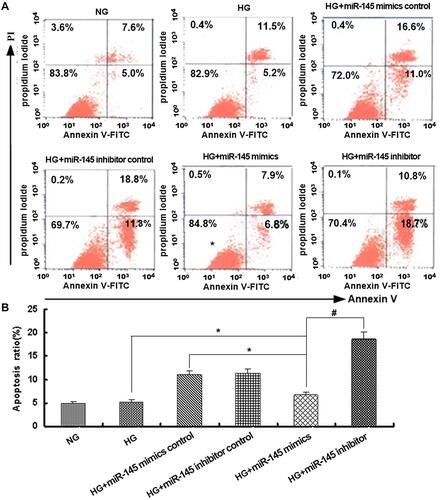 Figure 4 Cellular apoptosis of RAECs detected by annexin V–PI assays under hyperglycemia at 25 mmol/L (n=4 each). (A) Annexin V–PI staining for apoptotic cells. (B) Quantitative analysis of apoptosis rate. *P<0.05 for HG+miR145 mimics vs HG or HG+miR145 NC mimics; #P<0.01 for HG+miR145 mimics vs HG+miR145 inhibitor.