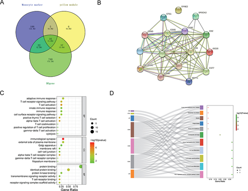 Figure 6 Identification and functional analysis of core genes. (A) Venn diagram; (B) PPI network; (C) GO analysis; (D) KEGG analysis.