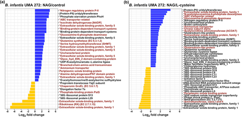 Figure 2. B. infantis differentially expressed proteins and genes while utilizing NAG as a nitrogen source. Differentially expressed genes during NAG utilization consistently within the transcriptome are colored in red. (A) differentially regulated proteins (DRPs) during NAG or complex nitrogen utilization. (B) differentially expressed proteins during NAG or L-cysteine utilization. Upregulated DRPs are colored in blue, and downregulated DRPs are colored in yellow. Asterisks indicate that the protein contain a 15N label. Log2 fold change (Log2fc > 1.5, p < 0.1 FDR corrected) values are indicated on x-axis.