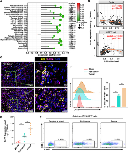 Figure 3 LAYN is highly expressed in CD8+ TILs and intratumoral LAYN+CD8+ T cells accumulate in HCC tumor tissues. (A and B) Correlation analysis between LAYN expression and immune cells including CD8+ T cells in HCCs using the TIMER database. (C) Representative images demonstrating double-stained LAYN+CD8+ T cells in HCC tumor tissue and peri-tumor tissue, captured at magnifications of 200× and 400×. (D) mRNA expression of LAYN in peripheral blood, peri-tumor and tumor tissues. Data represent five individual patients. (E and F) Representative flow cytometric images of the proportion/median fluorescence intensity (MFI) level of LAYN+CD8+ T cells in peripheral blood, peri-tumor and tumor tissues (n=8). Cells were pregated on CD45, CD3 and CD8. Student’s t-test (D and F) was performed, and the data were presented as the mean ± SEM. Results were replicated (n = 3 experiments) (C–F). **P < 0.01.