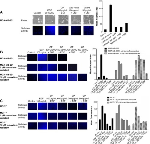 Figure 1 EGF induces sialidase activity in live (A) TNBC MDA-MB-231 cells, (B) MDA-MB-231 cells and its resistant clones against 5 μM and 10 μM tamoxifen, and (C) MCF-7 cells and its resistant clones against 5 μM and 10 μM tamoxifen.