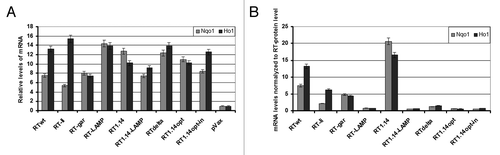 Figure 3. Transient expression of RT gene variants in HEK293 cells activates the transcription of NAD(P)H:quinone oxidoreductase (Nqo1) and heme oxygenase 1 (HO-1). (A) HO-1 and Nqo1 mRNA levels were quantified by RT-qPCR and related to the respective mRNA levels after transfection of HEK293 cells with the empty vector. (B) Relative levels of HO-1 and Nqo1 mRNA were normalized to the level of the respective RT protein accumulation per expressing cell as compared to the wild-type RT (given in Fig. S1).