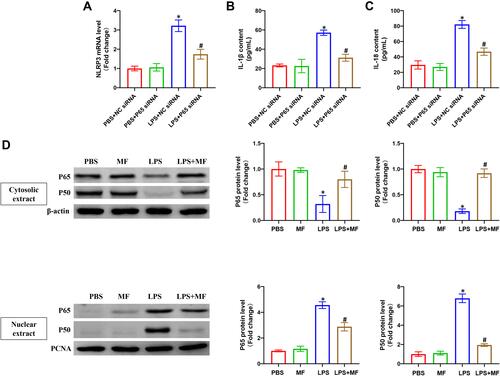 Figure 6 The nuclear translocation of the P65 and P50 was essential for the protective effects of MF in J774A.1 cells. (A) The mRNA level of NLRP3 in the indicated groups. (B and C) The levels of IL-1β and IL-18 in cell supernatant, (n = 5, *P<0.05 vs PBS+NC siRNA group, #P<0.05 vs LPS+ NC siRNA group). (D) Western blots and statistical results for P65 and P50 in cytosolic extract and nuclear extract, (n = 5, *P<0.05 vs Control group, #P<0.05 vs LPS group).