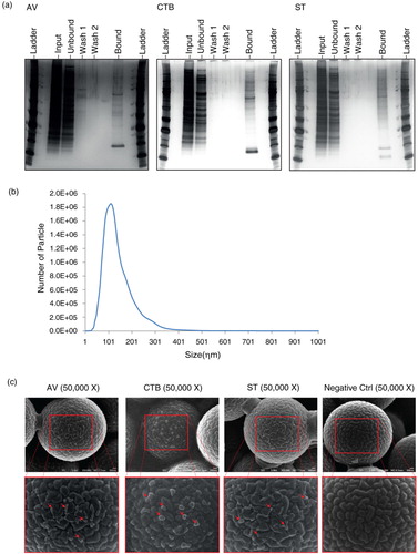 Fig. 2.  (a) SDS-PAGE analysis of MSC EVs extracted with membrane lipid-binding ligands, CTB, AV and ST, respectively. MSC CM was incubated with CTB, AV or ST followed by incubation with Dynabeads conjugated with Streptavidin. The beads were immobilized with a magnet and the supernatant was collected as the “unbound” fraction. The beads were then washed twice and the wash solutions were collected as “wash 1” and “wash 2,” respectively. The beads were re-suspended in PBS as the “bound” fraction. The equivalent of 20% of the starting samples (input) and each of their respective “unbound,” “wash 1,” “wash 2” and “bound” fractions were resolved onto polyacrylamide gels and the gels were stained with silver. (b) Size distribution of MSC EVs by NanoSight. MSC EVs were diluted 1,000× with 0.22 µm filtered PBS. The size distribution of exosome was then measured using NanoSight LM10 and analysed by Nanoparticles Tracking Analysis software according to the manufacturer's protocol. (c) SEM analysis of MSC EVs that were extracted with CTB, AV and ST. MSC EV preparation was incubated with biotinylated CTB, AV, ST or without ligand and then streptavidin-coated polystyrene particles. The beads were then washed twice with PBS and resuspended in PBS before being spotted and left to dry onto carbon tape on aluminium stubs at 40°C. The stubs were sputter coated with 2 ηm of gold coating (Leica Biosystems) and imaged in a Jeol 6701FESEM. Scale bar=100 ηm.