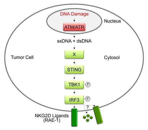 Figure 1. STING-dependent DNA sensor pathways induce the expression of ligands for NKG2D in B-cell lymphoma cells. Damaged DNA and the ensuing DNA damage response lead to the presence of single-stranded and double-stranded DNA in the cytosol. Cytosolic DNA activates STING-dependent DNA sensor pathways, which induce the expression of NKG2D ligands and potentially other immunomodulatory molecules.