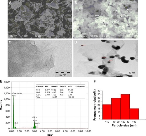 Figure 1 Electron microscopy characterization of rGO–Ag nanocomposite.Notes: (A) SEM image of GO. (B) SEM image of rGO–Ag nanocomposite. (C) TEM image of GO. (D) TEM image of rGO–Ag nanocomposite. (E) EDX spectrum recorded showing sharp peak between 0 and 0.5 keV and 2.7 and 4 keV confirming the presence of carbon (graphene) and silver, respectively. (F) Frequency (%) of Ag nanoparticle size distribution.Abbreviations: At, atomic; EDX, energy-dispersive X-ray; rGO–Ag, silver-doped reduced graphene oxide; rGO–Ag, silver-doped reduced graphene oxide; SEM, scanning electron microscope; TEM, transmission electron microscope.