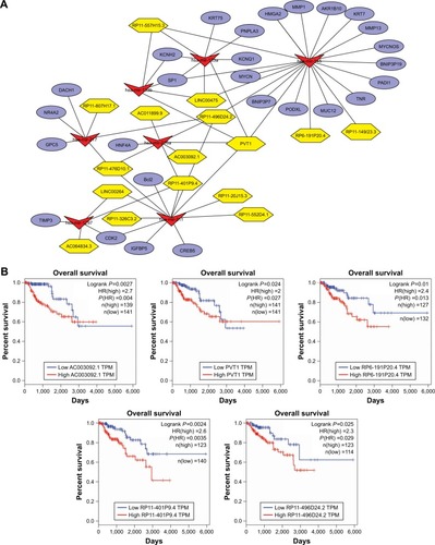 Figure 4 (A) The newly identified ceRNA network in PRCC. lncRNAs, miRNAs, and target mRNAs are indicated as yellow hexagons, red inverted triangles, and purple ellipses, respectively. (B) Kaplan–Meier curve analysis of five DElncRNAs for the overall survival in PRCC patients. High expression of five DElncRNAs, including AC003092.1, PVT1, RP6-191P20.4, RP11-401P9.4, and RP11-496D24.2, was associated with poor prognosis. Horizontal axis stands for overall survival time, while vertical axis stands for survival function.