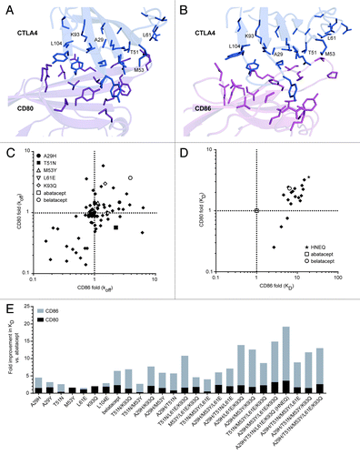 Figure 1. Engineering CTLA4-Ig variants for increased binding to CD80 and CD86. (A) and (B) Using known complex structures, Citation17,Citation18 CTLA4 molecules (blue) are shown interacting with CD80 (A), dark magenta) and CD86 (B), light magenta). CTLA4 residues within contact distance of CD86 targeted for substitution are shown in stick format, along with neighboring residues in CD80 or CD86. Six positions at which substitutions significantly improved affinity for CD80 or CD86 are labeled. (C) Dissociation rates (koff) of CTLA4-Ig variants for CD80 and CD86, relative to abatacept. Shown are abatacept (open square, obscured on the 1-fold CD80-CD86 intercept), belatacept (open circle), and 131 single substitution CTLA4-Ig variants (solid diamonds), including the five listed variants with the highest increase in affinity. (D) Equilibrium dissociation constants (KD) of CTLA4-Ig variants for CD80 and CD86, relative to abatacept. Shown are abatacept (open square at intercept), belatacept (open circle) and 17 multiple-substitution CTLA4-Ig variants (solid diamonds). HNEQ (star) is the selected precursor CTLA4-Ig containing the four substitutions (A29H, T51N, L61E, K93Q) present in XPro9523. (E) Summary of binding data for best single and combination CTLA4-Ig variants. Fold improvements in KD relative to abatacept are shown for CD80 (black bars) and CD86 (gray bars). Bars are overlapping, and belatacept is included for comparison.