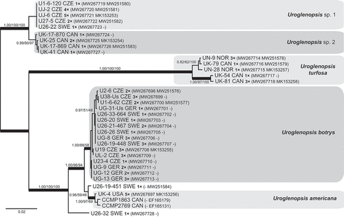 Fig. 21. Phylogeny of the genus Uroglenopsis obtained by Bayesian inference of the concatenated ITS rDNA and rbcL dataset. The analysis was performed under a partitioned model, using different substitution models for each partition. Values at the nodes indicate statistical support estimated by three methods: MrBayes posterior node probability (left), maximum likelihood bootstrap (middle) and weighted maximum parsimony bootstrap (right). Only statistical supports with posterior probability higher than 0.8 are shown. Thick branches highlight nodes receiving the highest posterior probability support (1.00). Number of isolates sharing identical DNA sequences within a strain is indicated as ‘1–5×’. Scale bar represents the expected number of substitutions per site.