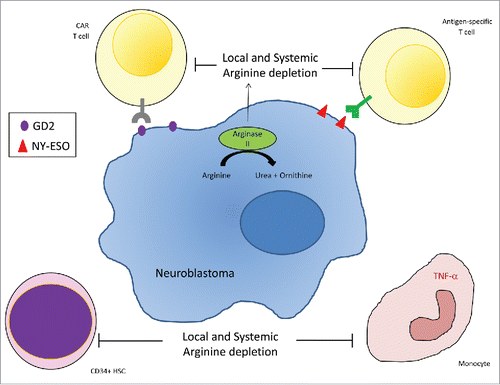 Figure 1. Neuroblastoma Arginase II activity, leads to local microenvironment and systemic depletion of arginine concentrations. Arginine depletion suppresses T cell proliferation, NY-ESO antigen-specific T cell immunity, and anti-GD2 CAR T cell cytotoxicity. Surrounding CD14+ monocytes are also inhibited and CD34+ haematopoietic stem cell (HSC) proliferation is impaired.