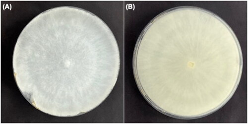 Figure 1. Colony morphology of the isolate of Vanderbylia fraxinea, GNUFP287, on the potato dextrose agar (PDA); (A) obverse and (B) reverse. The photo provided by Prof. Shin, Keumchul, was taken during cultivation of V. fraxinea after collection made from Prunus × yedoensis.
