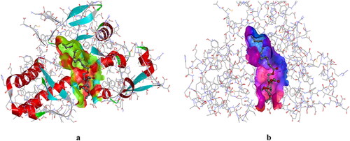 Figure 7. Hydrogen bond surface (a) and hydrophobic surface (b) of 1RXF with derivative (3).