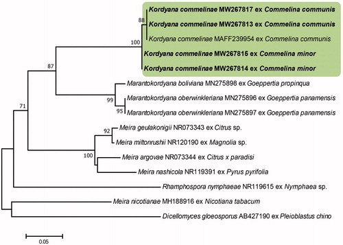 Figure 2. Phylogenetic relationship of Kordyana commelinae specimens and reference sequences retrieved from GenBank and the Genetic Resource Center, National Agriculture and Food Research Organization of Japan, inferred from neighbor-joining analysis using the ITS sequences. Bootstrap values (1000 replicates) above 70% are indicated at the branches. The Korean specimens are indicated in bold. The scale bar represents 0.05 nucleotide substitutions per site.