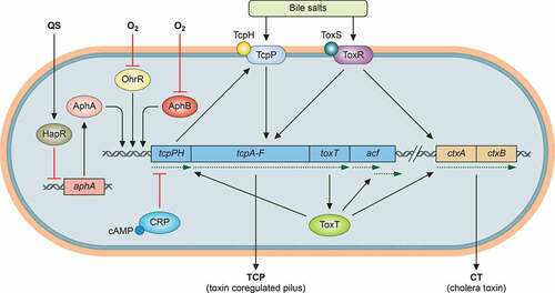 Figure 1. V. cholerae virulence regulatory networks. Major transcriptional regulators and their corresponding signals are shown. In particular, the master regulator ToxT activates virulence genes which products are involved in synthesis of the key virulence determinants TCP and CT. The expression of toxT is regulated by TcpP and ToxR. QS: quorum sensing. →: activation; ┴: repression