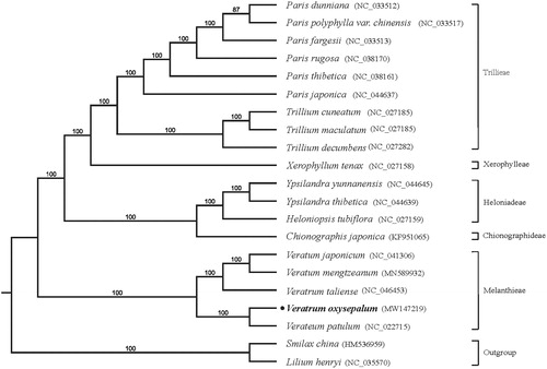 Figure 1. Maximum likelihood phylogenetic tree inferred from 21 chloroplast genomes. Bootstrap support values >50% are indicated next to the branches.