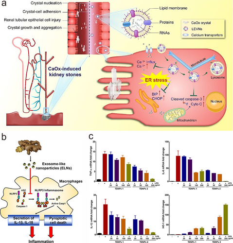 Figure 6 PDVs for inflammation and immune regulation. (a) Schematic illustration of CaOx stone-forming mechanism in kidneys and trans-systemic transport and intervention of LEVNs. Reprinted with permission from Zhang L, Li S, Cong M, et al. Lemon-derived extracellular vesicle-like nanoparticles block the progression of kidney stones by antagonizing endoplasmic reticulum stress in renal tubular cells. Nano lett. 2023;23(4):1555–1563. Copyright 2023 American Chemical Society.Citation105 (b) G-ELN inhibited NLRP3 inflammasome activation. Reprinted with permission from Chen X, Zhou Y, Yu J. Exosome-like nanoparticles from ginger rhizomes inhibited NLRP3 inflammasome activation. Mol Pharm. 2019;16(6):2690–2699. Copyright © 2019 American Chemical Society. Creative Commons.Citation91 (c) TDNPs prevent LPS-induced macrophage inflammation. Reprinted with permission from Liu C, Yan X, Zhang Y, et al. Oral administration of turmeric-derived exosome-like nanovesicles with anti-inflammatory and pro-resolving bioactions for murine colitis therapy. J Nanobiotechnol. 2022;20(1):206. Creative Commons.Citation104