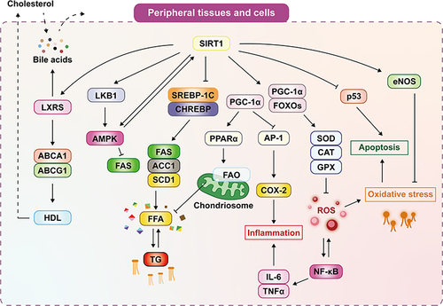 Figure 2 SIRT1 can promote cholesterol efflux, reverse cholesterol transport (RCT), and form high-density lipoprotein (HDL) by activating liver X receptors (LXRs) and their downstream target genes ATP-binding cassette transporter-A1(ABCA1) and ATP-binding cassette transporter-G1(ABCG1). Cholesterol synthesizes bile acids in the liver, and activation of LXR leads to the excretion of cholesterol and bile acids from the body. SIRT1 can suppress the synthesis of free fatty acid(FFA) and triglycerides(TG) by downregulation of SREBP-1C and ChREBP and their downstream target genes acetyl-CoA carboxylase 1 (ACC1), fatty acid synthase (FAS), Stearoyl-CoA Desaturase 1 (SCD1) to inhibit De novo lipogenesis(DNL). In addition, SIRT1 can also activate LKB1/AMPK signaling pathway, thereby inhibiting the expression of FAS and reducing lipid accumulation. SIRT1 can increase the expression of PPAR-γ coactivator 1-α (PGC-1α) and forkhead box O (FOXO) proteins and then activate superoxide dismutase (SOD), catalase (CAT), glutathione peroxidase (GPX), and other antioxidant enzyme genes to reduce the production of reactive oxygen species (ROS) and alleviate oxidative stress and inhibit the Nuclear factor-κB (NF-κB) inflammation pathway. Moreover, PGC-1α can improve mitochondrial Fatty Acid Oxidative(FAO) and reduce FFA by activating Peroxisome proliferator-activated receptor alpha (PPARα) and reduce inflammation by inhibiting macrophage-activating protein-1 (AP-1) and its downstream target cyclooxygenase 2 (COX2). SIRT1 can also reduce oxidative stress by activating endothelial nitric oxide synthetase (eNOS) and inhibiting P53 to reduce apoptosis caused by oxidative stress.