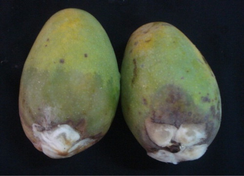 Plate 1. Pathogenicity of L. theobromae on mango fruits.