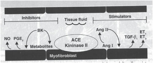 Figure 2 Tissue level stimulation and inhibition of angiotensin II.