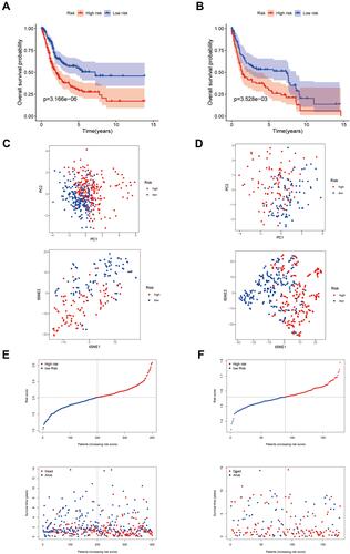 Figure 3 Construction of the 7-gene prognostic model in the TCGA cohort and validation cohort. (A and B) Kaplan–Meier curves for the OS of patients in the high-risk group and low-risk group in the TCGA cohort (A) and validation cohort (B). (C and D) PCA plot and t-SNE analysis of the TCGA cohort (C) and validation cohort (D). (E and F) The distribution of the risk scores, OS statues, and the correlations between OS and risk scores in the TCGA cohort (E) and validation cohort (F).