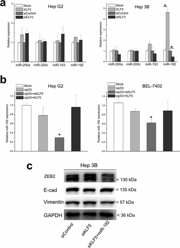 Figure 4. miR-192 mediates the p53-dependent regulation of ZEB1 by KLF5. (a). The expression levels of miRNAs that are induced by p53 and that target ZEB2, including miR-200a, miR-200 c, miR-153 and miR-192, were examined in HepG2 and Hep3B after KLF5 overexpression and knock-down. Only the expression of miR-192 was significantly upregulated in KLF5-overexpressing Hep3B cells and was downregulated in KLF5 knock-down Hep3B cells; the expression of other miRNAs was not significantly different in either HepG2 or Hep3B cells after KLF5 overexpression and knock-down. (b). The expression of miR-192 was significantly decreased in KLF5 knock-down HepG2 (left) and Hep3B (right) cells in the context of p53 silencing. (c). The regulation of ZEB2 and EMT markers, including E-cadherin and vimentin, by KLF5 after KLF5 knock-down was partly rescued by transfection of miR-192 mimics into Hep3B cells. *P < 0.05, data are presented as the means ± SD.