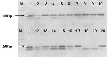 Figure 2. PCR-amplification of Lactobacillus strains with genus specific primer LBMA1. Lane 1: strain P1/1, lane 2: strain P1/2, lane 3: strain P1/3, lane 4: strain P1/4, lane 5: strain P1/5, lane 6: strain P1/14, lane 7: strain P1/22, lane 8: strain P1/24, lane 9: strain P1/26, lane 10: strain P1/27; lane 11: strain P1/28, lane 12: strain P5/4, lane 13: strain P5/5, lane 14: strain P5/8, lane 15: strain P5/9, lane 16: : L. plantarum NBIMCC 297, lane 17: L.fermentum NBIMCC 505, lane 18: Ln mesenteroides ATCC 8293, lane 19: L. lactis 454 and lane 20: L. plantarum 117. M-molecular weight marker (100-bp DNA ladder, Fermentas).