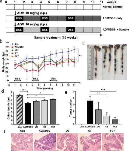 Figure 1. Tumor development with AOM/DSS in mice and recovery of the AOM/DSS-induced colitis-associated colorectal cancer (CAC) mouse model with L. gasseri 505 (LG), C. tricuspidata leaf extract (CT), and fermented CT by L. gasseri 505 (FCT). (a) Experimental procedure for development of the AOM/DSS-induced CAC model and sample (LG, CT, or FCT) administration. Mice were given a single intraperitoneal (i.p.) injection of AOM (10 mg/kg) and then received 2.5% DSS in the drinking water for one week, followed by two weeks of regular drinking water for recovery; this treatment cycle was repeated three times. The sample (LG, CT, or FCT) was administered orally in the CAC mice for 10 weeks. (b) Change of average body weight (g) of the mice in the groups; control mouse (Con), AOM-DSS-induced CAC mouse (AOM/DSS), LG, CT, and FCT. (c) A photograph for measuring and comparing colon lengths of the groups at Week 11. (d) A graph of average colon lengths in the groups at Week 11. (e) Occurrence of colon tumors in the groups. The data present the mean ± standard deviation (SD). Asterisks denote significance vs. AOM/DSS group by one-way ANOVA (*p < .05, **p < .01, ***p < .001). (f) H&E staining of representative histological sections of colons from the groups (200 × magnification).