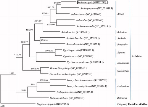 Figure 1. Phylogenetic tree of the relationships among Ardeidae. Branches received bootstrap support for maximum parsimony (BP, left) and Bayesian posterior probabilities (BPP, right).