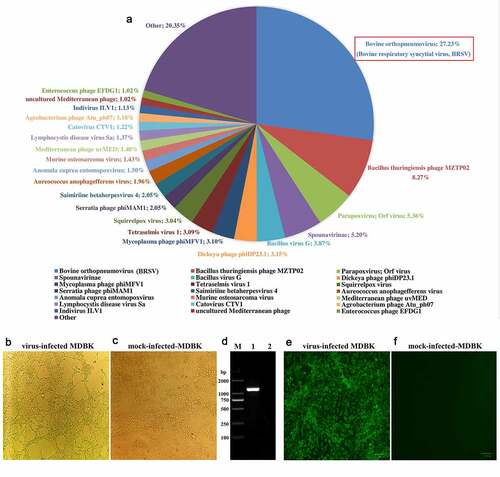 Figure 3. Viral pathogens in lung tissue of diseased cattle were detected by next-generation sequencing (a). BRSV strain DQ was isolated using MDBK cells and an obvious cytopathic effect was observed in these cells (b) but not in mock-infected MDBK cells (c). BRSV strain DQ propagated in MDBK cells was identified by RT-PCR (d) (lane M: DNA molecular weight markers DL 2000, lane 1: the BRSV strain DQ propagated in MDBK cells, and lane 2: mock-infected control) and indirect immunofluorescence assay with mouse anti-BRSV-G protein monoclonal antibody at 24 h post-infection (e), using mock-infected MDBK cells as a negative control (f)