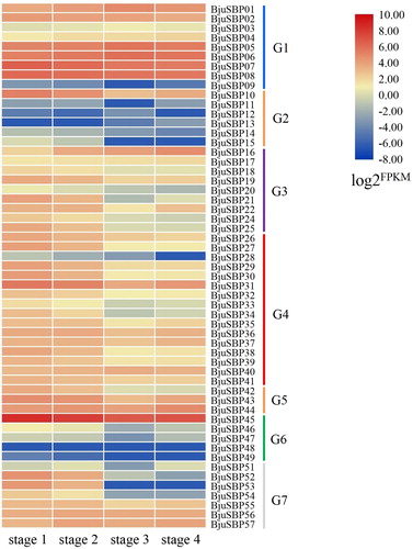 Figure 9. Expression profiles of BjuSBP genes by the analysis of transcriptome data of different developmental stages of mustard. The color scale bar on the right side of the heat map corresponds to the value converted by log2FPKM, where red indicates higher transcription abundance and blue indicates lower.
