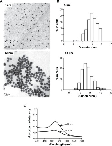 Figure 1 Characterization of the GNPs. (A) TEM images of GNPs (scale bar, 20 nm). (B) Size distributions measurements of the GNPs. (C) Ultraviolet –visible spectra of the GNPs. Abbreviations: TEM, transmission electron microscope; GNP, gold nanoparticles.