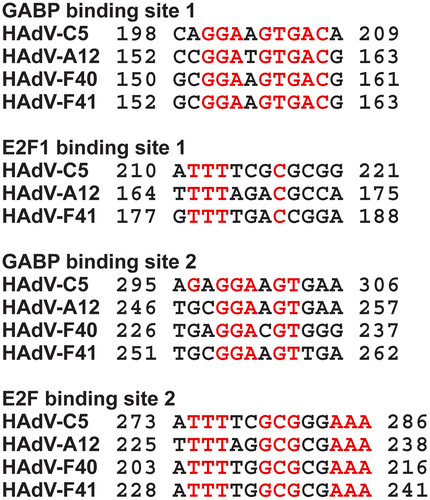 Figure 1. Nucleotide sequence alignment of the GABP1 and E2F binding sites in the E1A enhancer regions from adenovirus species. The binding sites as designated in [Citation46] are shown, together with the corresponding nucleotide sequences from HAdV-F40 and F41. Conserved nucleotides are in red.