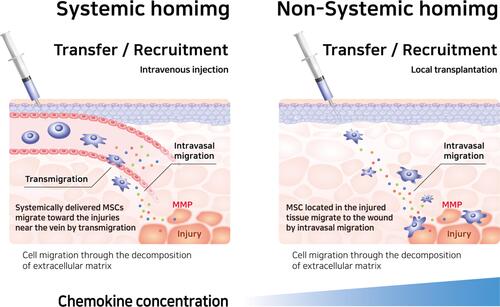 Figure 3 Differences between systemic and non-systemic homing mechanisms. Both systemic and non-systemic homing to the extracellular matrix and stem cells to their destination, MSCs secrete MMPs and remodel the extracellular matrix.