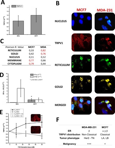 Figure 1 Transcription and subcellular distribution of TRPV1 in MDA-MB-231 and MCF-7 cell lines.