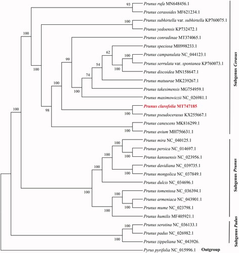 Figure 1. Maximum-likelihood phylogenetic tree of 29 Prunus species based on whole chloroplast genome sequence. Pyrus pyrifolia (Pyrus) was used as an outgroup. The numbers on each node are bootstrap support values.