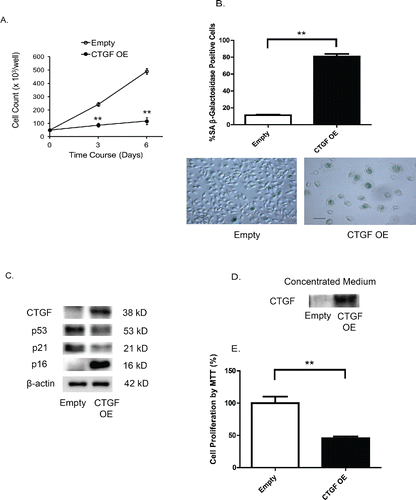 Figure 4. Transgenic overexpression of CTGF induces cellular senescence in human airway epithelial cells. (A) Effect of CTGF overexpression on cell viability. Primary HBECs were transduced with a lentiviral vector (pReceiver) encoding either CTGF cDNA or an empty vector, and transduced cells were selected using hygromycin (5 μg/ml). The viable cell counts monitored at 0, 3 and 6 days post-transduction showed a significant (**p < 0.01) attenuation of cell growth in cells with CTGF overexpression (CTGF-OE). (B) CTGF overexpression induces cellular senescence as measured by SA-β-galactosidase activity. The percentage of SA β-gal positive cells/total cell number was measured for the transduced cells at 6 days. Data are expressed as mean ± SEM for three independent experiments (**p < 0.01). Representative photomicrographs of cells transduced with either empty or CTGF-OE vector and stained for β-gal activity (blue) are shown (scale bar, 10 μm). (C) CTGF-OE induces p16 protein levels. HBECs treated as in A were lysed for immunoblot analysis of p53, p21, and p16 proteins after 3 days of culture. Immunoblotting data are representative of three experiments. (D) HBECs were treated as in (A). Complete medium obtained from the transduced cells were concentrated using a SpeedVac. Immunoblot analysis of CTGF was performed. (E) HBECs were cultured for 3 days in conditioned medium obtained from CTGF-overexpressing cells or control cells. Cell proliferation was determined by MTT assay. Data are expressed as the mean ± SEM for two independent experiments with triplicate samples (**p < 0.01).
