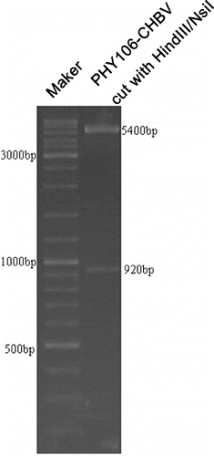Figure 1. Endonuclease digestion of plasmid PHY106-CHBV. Two DNA fragments of 5400 bp and 920 bp were generated after endonuclease Hind III and Nsi I digestion.